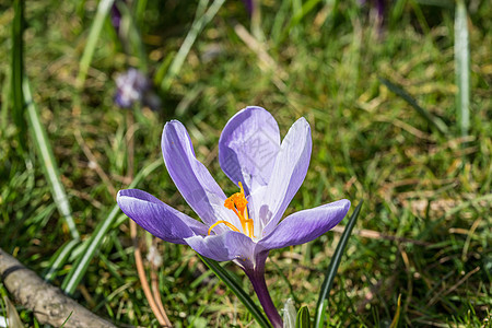 城堡公园草地上的鳄鱼红花花瓣花朵花期绿色花坛紫色公园种植蓝色图片