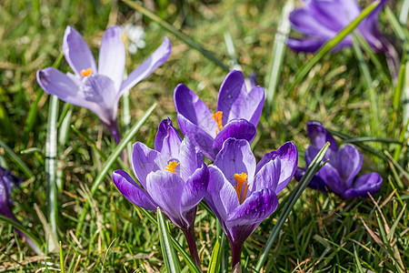 城堡公园草地上的鳄鱼红花公园绿色花坛紫色蓝色花朵种植花瓣花期图片