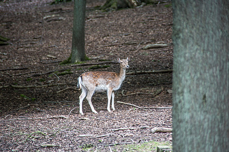 森林中的棕色鹿毛皮荒野绿色野生动物边缘公园动物狍子树木反刍动物图片