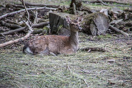 森林中的棕色鹿动物树木荒野反刍动物毛皮边缘绿色野生动物狍子公园图片