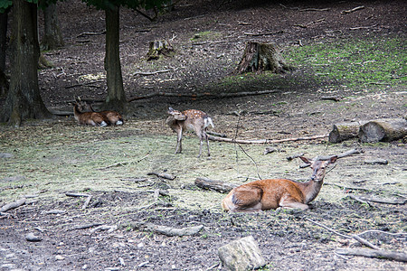 森林中的棕色鹿野生动物动物公园毛皮森林边缘反刍动物狍子荒野树木图片