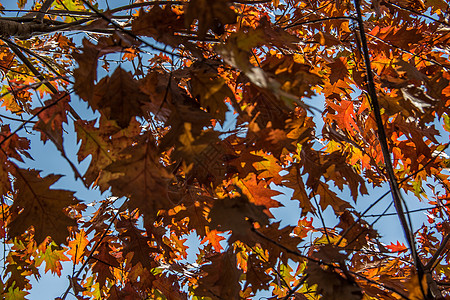 红褐橡树叶作为秋叶植物凝胶废话叶子橡木自然界树枝种子橡树叶落叶图片