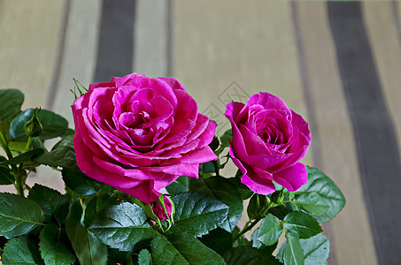 粉红包着几朵新鲜的粉红玫瑰友谊周年植物群植物树叶风格玫瑰生日处女膜礼物图片