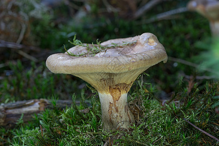 林中的棕色乳奶实体绿色苔藓森林土壤蘑菇片状针叶林真菌图片