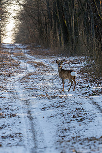 冬季在森林道路上的警告图片