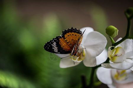 兰花上的热带蝴蝶复眼白色黑色花丝扁平化翅膀吸盘花朵棕色触角图片