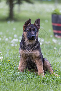 年轻的德国牧羊人肖像犬类黑色警卫宠物棕色毛皮说谎眼睛牧羊犬小狗图片