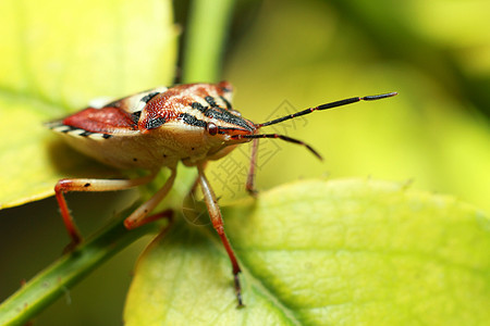 美丽的昆虫 在多汁的绿叶上 甲虫翅膀生活动物群害虫鼻涕虫刺槐蜗牛野生动物生物学叶子图片