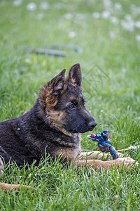 年轻的德国牧羊人肖像警卫牧羊犬说谎脊椎动物哺乳动物动物黑色小狗正方形犬类图片