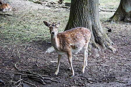 森林中的棕色鹿野生动物荒野边缘动物绿色反刍动物狍子树木毛皮公园图片