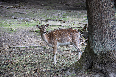 森林中的棕色鹿狍子边缘动物反刍动物毛皮森林野生动物绿色树木公园图片