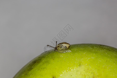 苹果上有外壳的板螺粘液蜗牛壳蜗牛触角痕迹棕色绿色图片