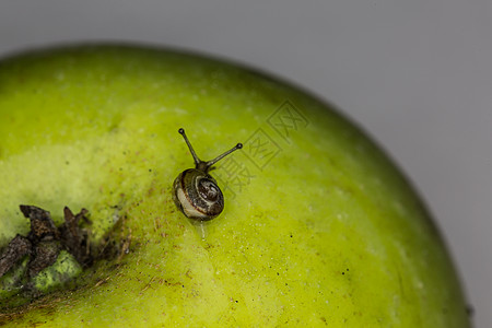 苹果上有外壳的板螺棕色蜗牛痕迹粘液绿色蜗牛壳触角图片