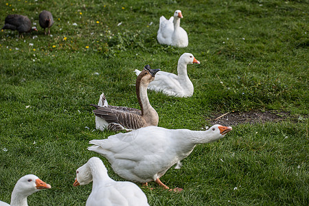 在草地上聊天的鹅家禽鸭鸟羽毛烧鹅鸟类甘德白色绿色图片