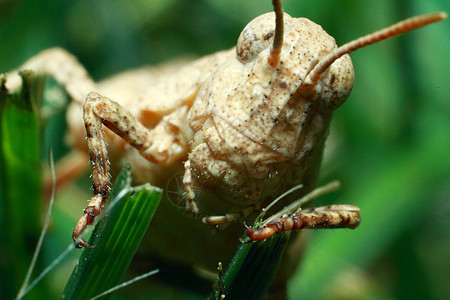 极端蝗虫闭合 绿叶上的蜗牛宏观刺槐昆虫害虫头发螳螂鼻涕虫蜂蜜摄影图片