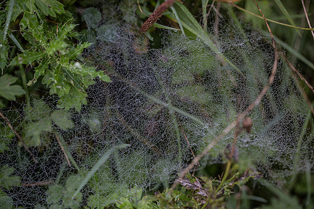 秋天蜘蛛网充满雨滴图片