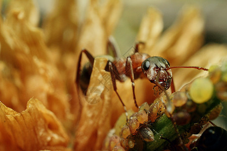 棕蚂蚁 集体 照顾两栖眼睛蜂蜜动物生物学螳螂荒野翅膀昆虫飞行生活图片