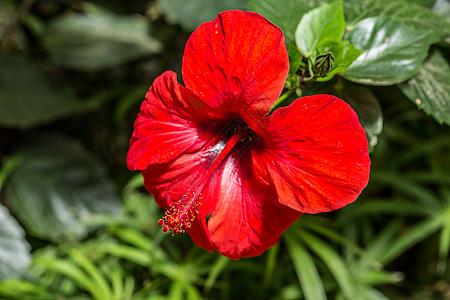 中国玫瑰花 棉花糖和燕尾木槿花糖绿色瘢痕红色花丝采蜜者花瓣雌蕊腐烂图片