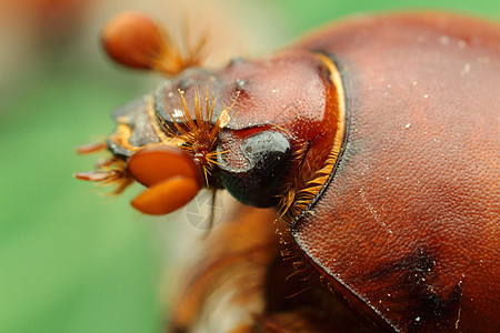 美丽的昆虫 在多汁的绿叶上 甲虫螳螂漏洞瓢虫生物学鼻涕虫刺槐飞行蜂蜜蜜蜂害虫图片