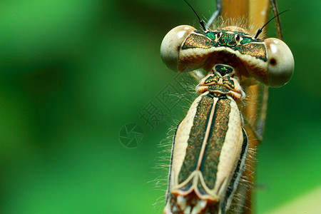 宏观镜头 美丽的自然景象龙尾 显示眼睛和翅膀的细节宏观漏洞生活叶子样子蜻蜓水平摄影昆虫学环保图片
