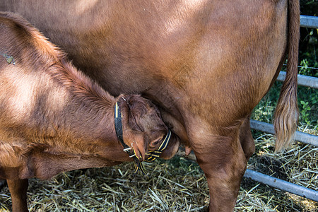 马厩里的棕白奶牛肉类喇叭生产畜牧业手臂垃圾农民毛皮棕色犊牛图片