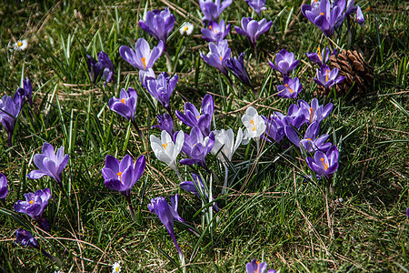 城堡公园草地上的鳄鱼紫色花朵种植绿色公园红花花瓣蓝色花坛花期图片