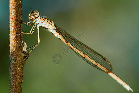 宏观镜头 美丽的自然景象龙尾 显示眼睛和翅膀的细节动物生活女性环保漏洞创作野生动物昆虫学叶子绿色图片
