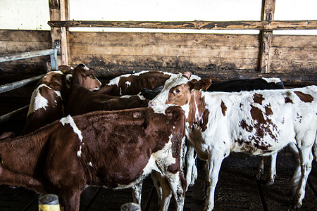 马厩里的棕白奶牛棕色垃圾犊牛毛皮生产动物稻草喇叭手臂肉类图片