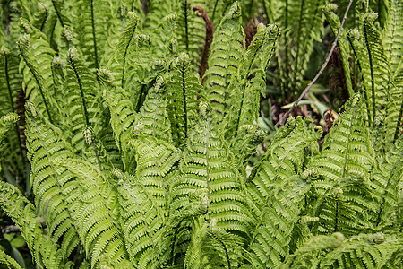 配有经卷曲的fern 植物杂草绿色蕨类土壤棕色树叶森林丛林孢子图片