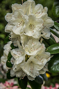 盛开的阿扎莱亚树植物花瓣樱花花朵雄蕊杜鹃花灌木花园图片