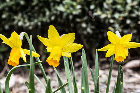 黄黄水仙子 床上的水蜜子水仙芦笋花园喇叭黄色钟声花朵花坛绿色水仙花图片