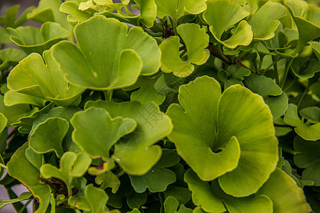 青植物的绿金果树叶落叶凝胶黄色叶绿素绿色乔木树梢种子树叶绿叶图片