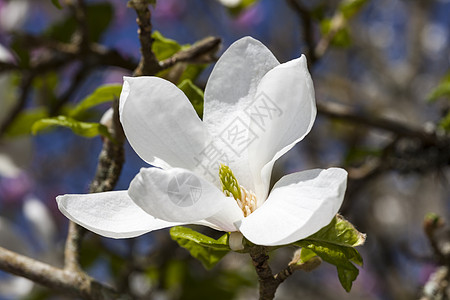 诺曼古尔德园艺木头季节花瓣背景灌木花头植物香味宏观图片