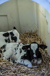 马厩里的棕白奶牛垃圾动物手臂农民稻草犊牛肉类畜牧业生产喇叭图片
