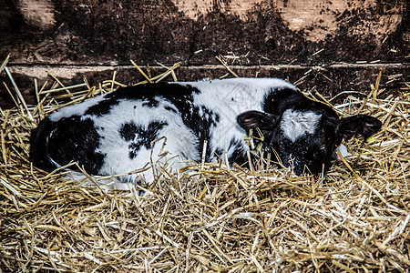 马厩里的棕白奶牛畜牧业动物农民生产垃圾手臂喇叭肉类毛皮稻草图片
