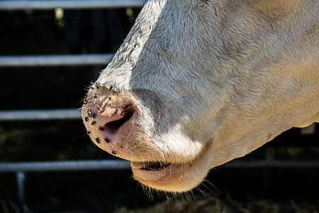 马厩里的棕白奶牛手臂棕色垃圾肉类毛皮动物农民稻草喇叭犊牛图片