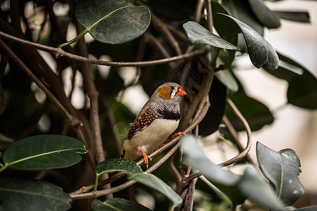加拉帕戈斯finch 歌鸟在树枝上花丝羽毛绿色红色动物食虫树叶棕色唱歌雀类图片