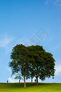 山上树木蓝色地平线臭氧风景环境墙纸土壤背景墙公园季节图片