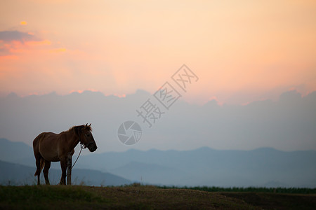 马站在山地背景的马背上图片