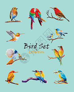 鸟集水彩原画五颜六色的bir背景图片