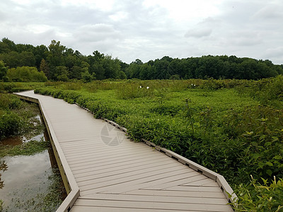 带水和绿植物的木头木板上行走踪迹绿色沼泽湿地小路树木池塘图片
