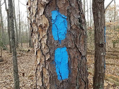 森林或林木树干上的蓝油漆标记分数树木踪迹棕色树叶图片