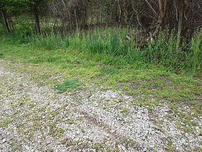 白色石块或岩石及绿草上的黑蛇绿色滑行野生动物鹅卵石条纹动物爬虫石头图片