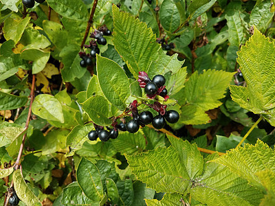 有绿叶的植物上 有黑莓或果实图片