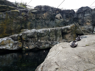 灰岩上的黑白雀与鸟屎栖息地野生动物岩石船尾巨石动物翅膀石头白色羽毛图片