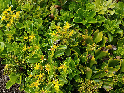 黄色花朵和蜜蜂绿色植物学树叶翅膀昆虫植物群花瓣植物图片