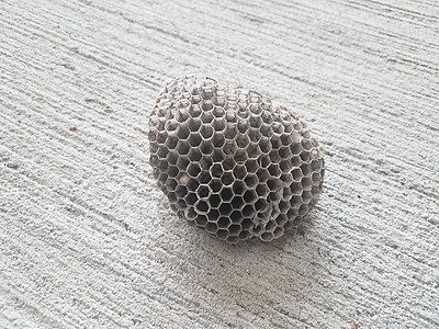 灰水泥地板上的蜜蜂或黄蜂窝房子地面灰色六边形动物野生动物水泥昆虫蜂巢背景图片