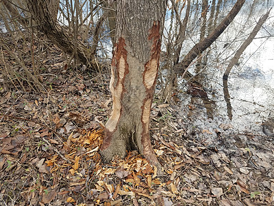 湿地地区树干 水和森林树木上的海狸咬痕标记分支机构分数牙印沼泽野生动物咀嚼动物图片