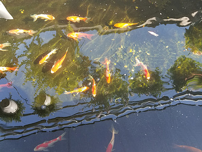 水中的橙鱼和白鱼水族馆锦鲤游泳金鱼橙子白色池塘图片