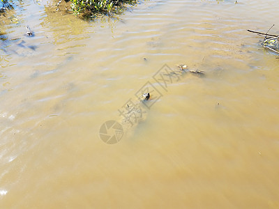 游在黑泥或泥水中的乌龟棕色鳄龟野生动物游泳池塘图片